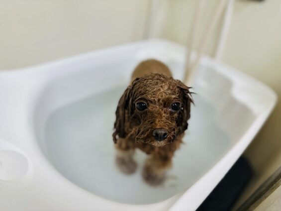 ペットサロン、ヌーノクラブ、可愛くリーズナブルにトリミング