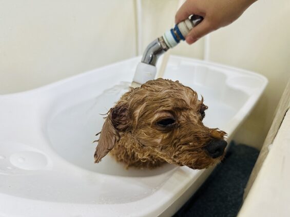 ペットサロン、ヌーノクラブ、可愛くリーズナブルにトリミング