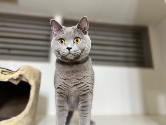 ヌーノクラブ 猫専用ペットホテル 都内 中野区 フリースペースでのびのび お預り中の猫ちゃん シャルトリューのあを