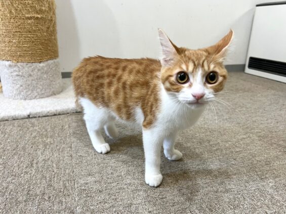 ヌーノクラブ 猫専用ペットホテル 都内 中野区 フリースペースでのびのび お預り中の猫ちゃん MIXのルイ
