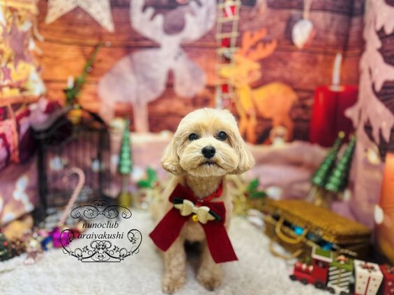 ペットサロン、ヌーノクラブ、可愛くリーズナブルにトリミング