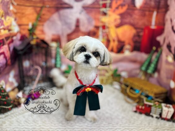 ペットサロン、ヌーノクラブ、可愛くリーズナブルにトリミング