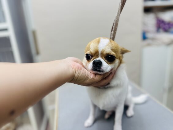 ペットサロン、ヌーノクラブ、可愛くリーズナブルにトリミング　チワワのエルア_640