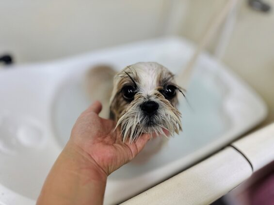 ペットサロン、ヌーノクラブ、可愛くリーズナブルにトリミング