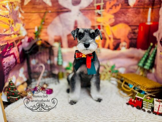 ペットサロン、ヌーノクラブ、可愛くリーズナブルにトリミング　シュナウザーの未来２_640