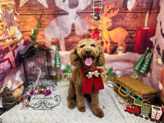 ペットサロン、ヌーノクラブ、可愛くリーズナブルにトリミング