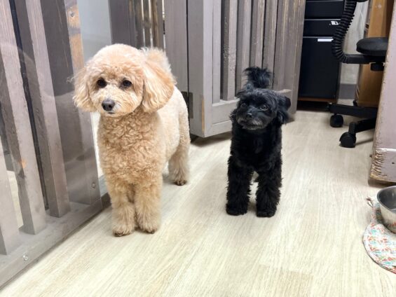 ヌーノクラブ 犬のペットホテル 東京 中野区 フリースペースでのびのび お預かり中 トイプードルのモコ、チワプーのルン