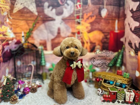 ペットサロン、ヌーノクラブ、可愛くリーズナブルにトリミング