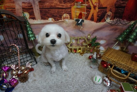 ペットサロン、ヌーノクラブ、可愛くリーズナブルにトリミング マルチーズのいと0_640