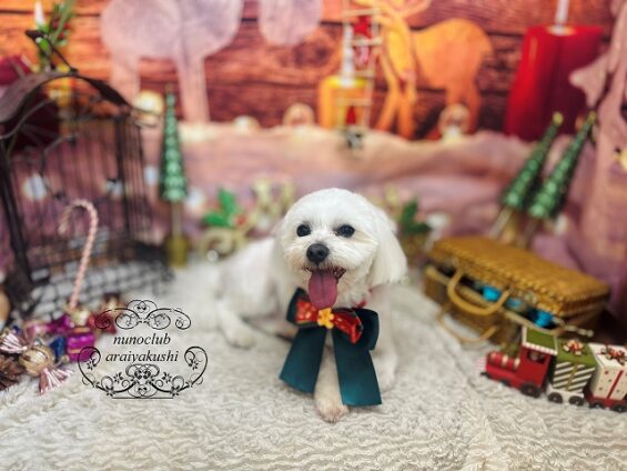 ペットサロン、ヌーノクラブ、可愛くリーズナブルにトリミング マルチーズのみるく_640