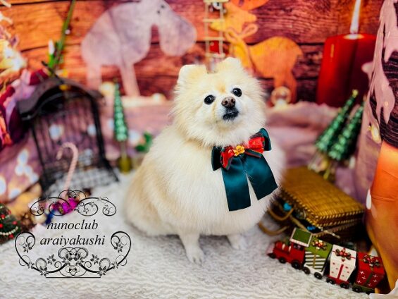 ペットサロン、ヌーノクラブ、可愛くリーズナブルにトリミング ポメラニアンのリリィ2_640