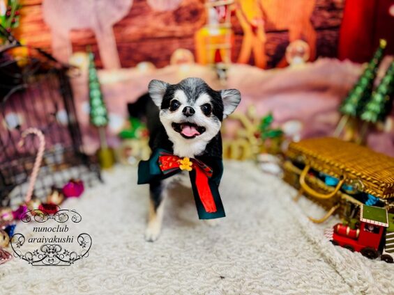 ペットサロン、ヌーノクラブ、可愛くリーズナブルにトリミング チワワのがる_640