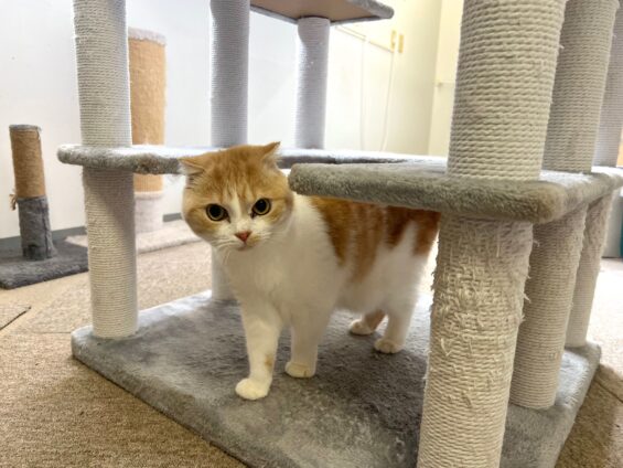 ヌーノクラブ 猫専用ペットホテル 都内 中野区 フリースペースでのびのび お預り中の猫ちゃん スコティッシュフォールドのイヴ
