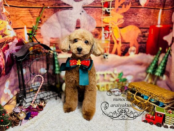 ペットサロン、ヌーノクラブ、可愛くリーズナブルにトリミング トイプードルのレオ2_640