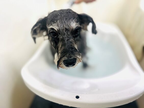 ペットサロン、ヌーノクラブ、可愛くリーズナブルにトリミング　