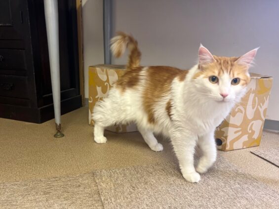 ヌーノクラブ　猫専用ペットホテル　都内　中野区　フリースペースでのびのび　お預り中の猫ちゃん　ノルウェージャンフォレストキャットのミク