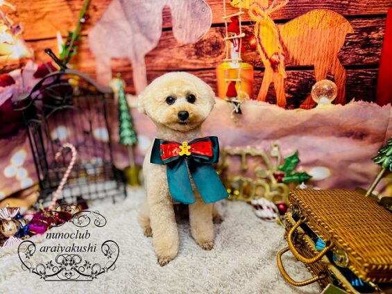 ペットサロン、ヌーノクラブ、可愛くリーズナブルにトリミング トイプードルのぺる2_640