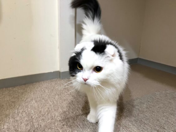 ヌーノクラブ 猫専用ペットホテル 都内 中野区 フリースペースでのびのび お預り中の猫ちゃん スコティッシュフォールドの玉三郎