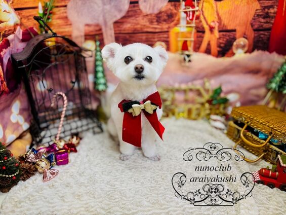 ペットサロン、ヌーノクラブ、可愛くリーズナブルにトリミング ビショマルの杏仁