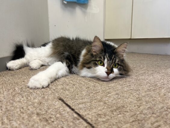 ヌーノクラブ　猫専用ペットホテル　都内　中野区　フリースペースでのびのび　お預り中の猫ちゃん　ノルウェージャンフォレストキャットのナオ