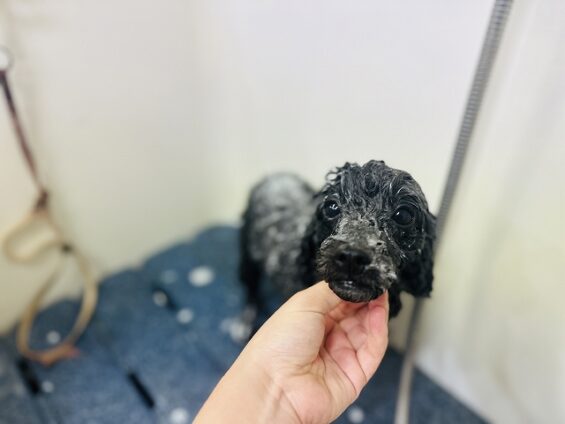 ペットサロン、ヌーノクラブ、可愛くリーズナブルにトリミング　