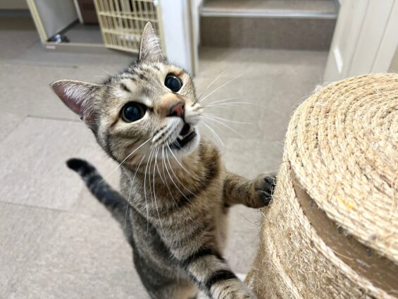 ヌーノクラブ 猫専用ペットホテル 都内 中野区 フリースペースでのびのび お預り中の猫ちゃん MIXのルナ