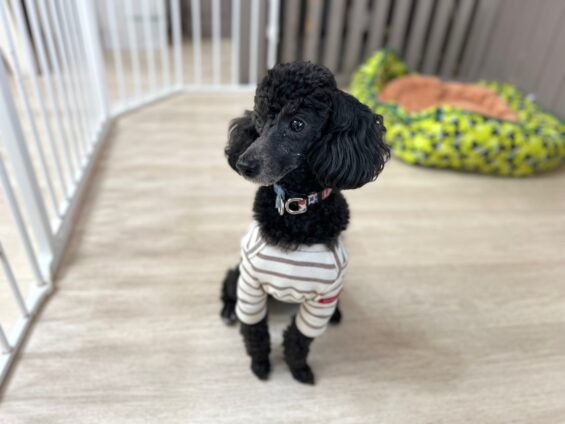 ヌーノクラブ　犬のペットホテル　東京　中野区　フリースペースでのびのび　お預かり中　トイプードルのあくび