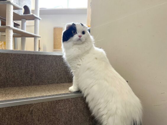 ヌーノクラブ 猫専用ペットホテル 都内 中野区 フリースペースでのびのび お預り中の猫ちゃん スコティッシュフォールドの玉三郎