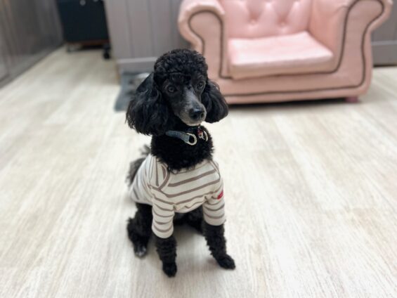 ヌーノクラブ　犬のペットホテル　東京　中野区　フリースペースでのびのび　お預かり中　トイプードルのあくび