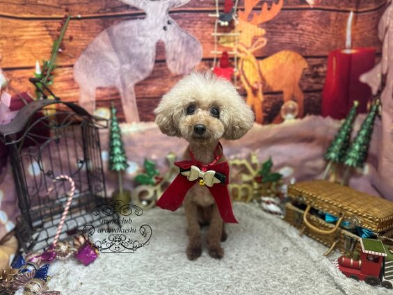 ペットサロン、ヌーノクラブ、可愛くリーズナブルにトリミング　トイプードルのレオ_640