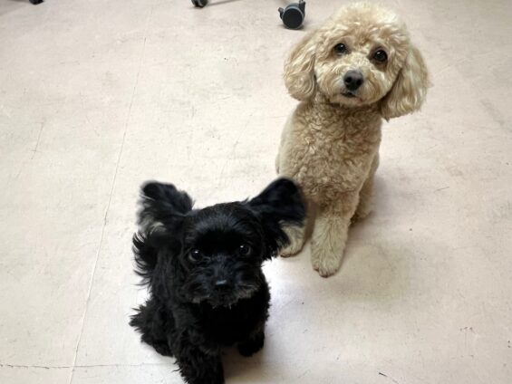 ヌーノクラブ 犬のペットホテル 東京 中野区 フリースペースでのびのび お預かり中 トイプードルのモコ、チワプーのルン