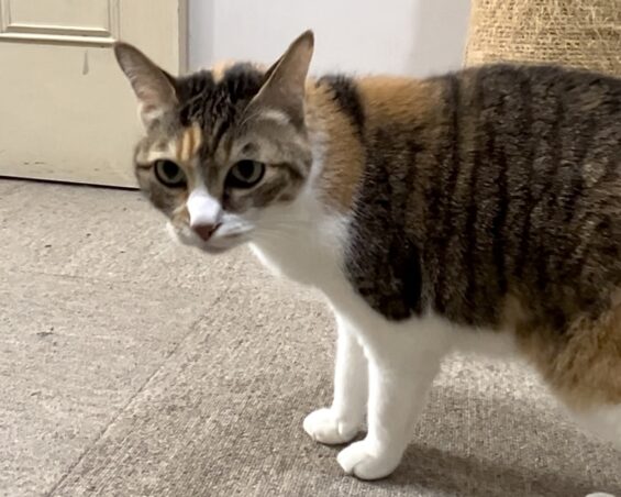 ヌーノクラブ　猫専用ペットホテル　都内　中野区　フリースペースでのびのび　お預り中の猫ちゃん　三毛猫のキィー