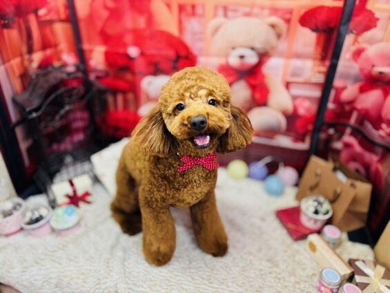 ペットサロン、ヌーノクラブ、可愛くリーズナブルにトリミング　トイプードルのローラ３_640