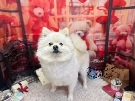 ペットサロン、ヌーノクラブ、可愛くリーズナブルにトリミング　