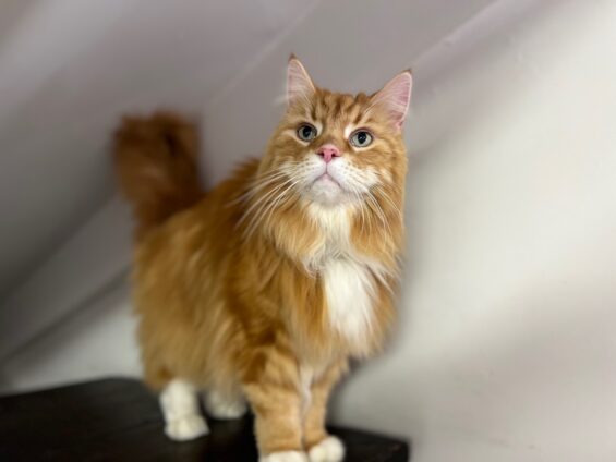 ヌーノクラブ　猫専用ペットホテル　都内　中野区　フリースペースでのびのび　お預り中の猫ちゃん　ソマリのひろし