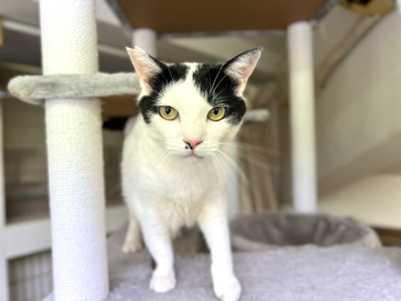 ヌーノクラブ　猫専用ペットホテル　都内　中野区　フリースペースでのびのび　お預り中の猫ちゃん　白黒のめいじ