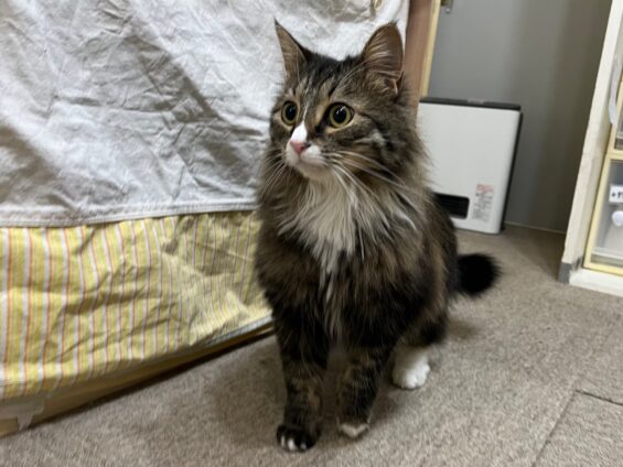 ヌーノクラブ　猫専用ペットホテル　都内　中野区　フリースペースでのびのび　お預り中の猫ちゃん　ノルウェージャンのナッツ