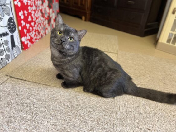 ヌーノクラブ 猫専用ペットホテル 都内 中野区 フリースペースでのびのび お預り中の猫ちゃん マンチカンのカフネ・ルカ