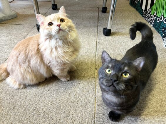 ヌーノクラブ 猫専用ペットホテル 都内 中野区 フリースペースでのびのび お預り中の猫ちゃん マンチカンのカフネ・ルカ