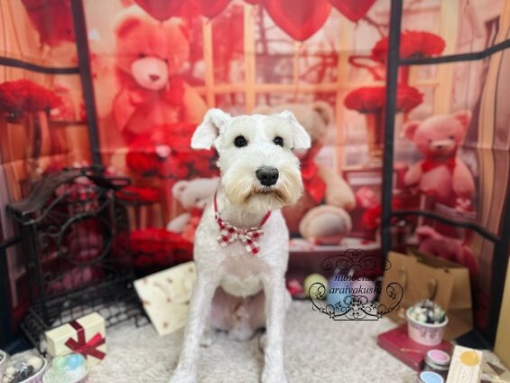 ペットサロン、ヌーノクラブ、可愛くリーズナブルにトリミング