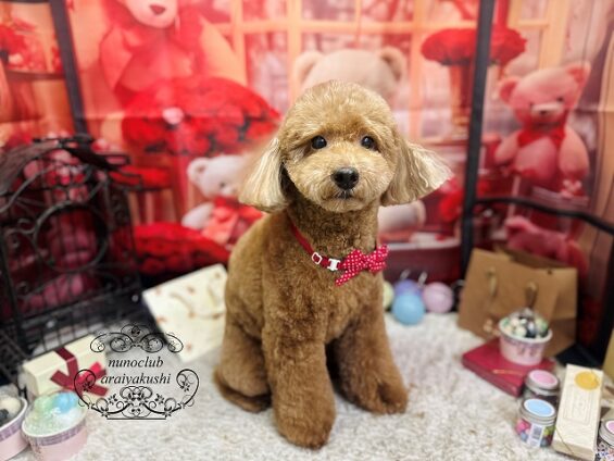 ペットサロン、ヌーノクラブ、可愛くリーズナブルにトリミング