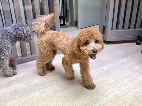 ヌーノクラブ 犬のペットホテル 東京 中野区 フリースペースでのびのび お預かり中 トイプードルのクレア