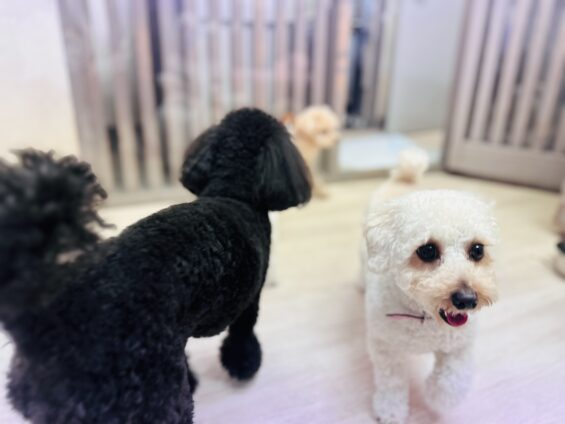 ヌーノクラブ　犬のペットホテル　東京　中野区　フリースペースでのびのび　お預かり中　トイプードルのバンビ