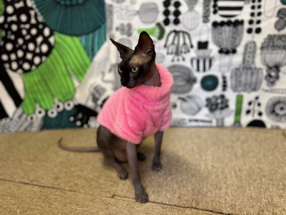 ヌーノクラブ　猫専用ペットホテル　都内　中野区　フリースペースでのびのび　お預り中の猫ちゃん スフィンクスのジロー