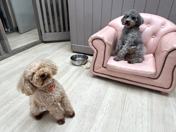 ヌーノクラブ 犬のペットホテル 東京 中野区 フリースペースでのびのび お預かり中 トイプードルのハル・和栗