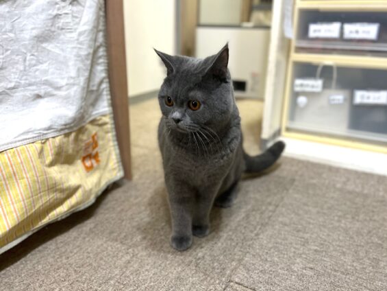 ヌーノクラブ　猫専用ペットホテル　都内　中野区　フリースペースでのびのび　お預り中の猫ちゃん ブリティッシュショートヘアのロビン