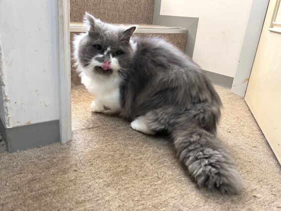 ヌーノクラブ　猫専用ペットホテル　都内　中野区　フリースペースでのびのび　お預り中の猫ちゃん　マンチカンのごまだんご