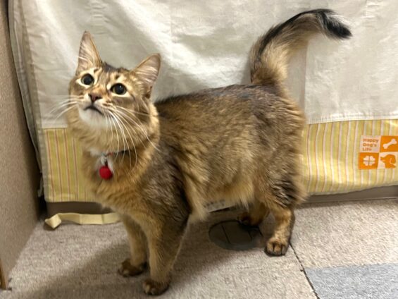 ヌーノクラブ　猫専用ペットホテル　都内　中野区　フリースペースでのびのび　お預り中の猫ちゃん　ソマリのたま