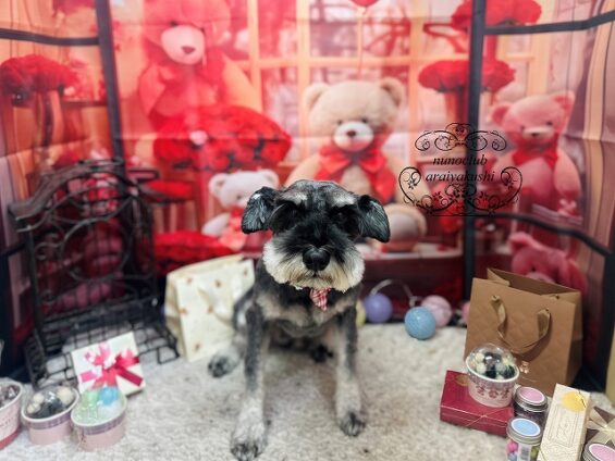 ペットサロン、ヌーノクラブ、可愛くリーズナブルにトリミング