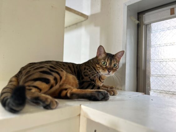 ヌーノクラブ　猫専用ペットホテル　都内　中野区　フリースペースでのびのび　お預り中の猫ちゃん ベンガルのリリス
